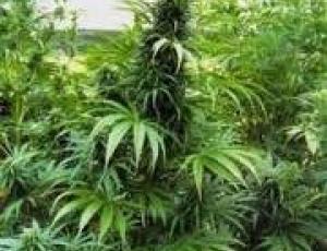 MARIJUANA PIANTAGIONE.jpg