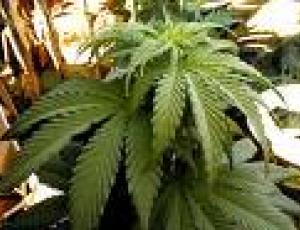 PIANTE marijuana.jpg