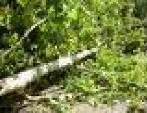 alberi caduti.jpg