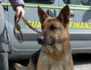 cane antidroga.jpg