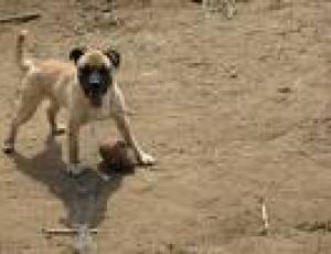 cane disperso.jpg
