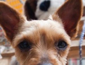 cani.jpg