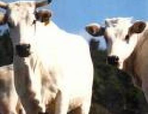 chianina2.jpg