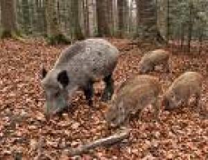 cinghiale.jpg