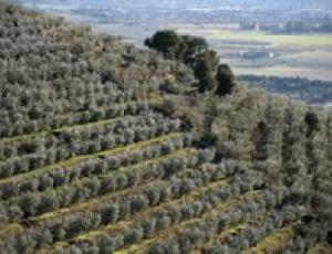 città dell'olio.jpg