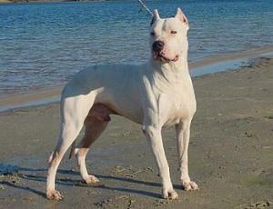 dogo-argentino-01.jpg