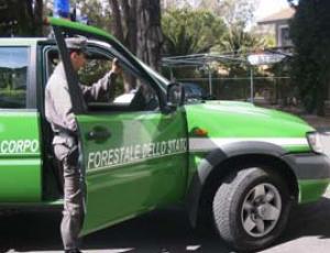 forestale_jeep.jpg