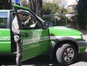 forestale_jeep.jpg