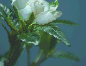 gardenia.png