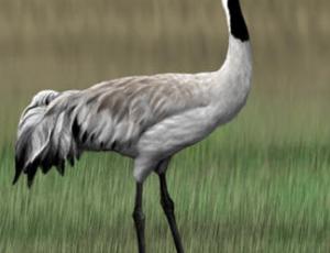 grus_grus.jpg