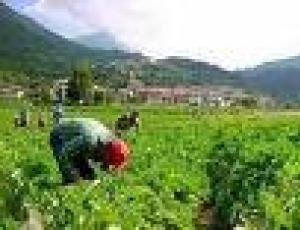 lavoratori agricol3.jpg