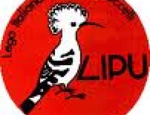 lipu.jpg