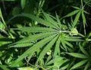 marijuana coltivaiione.jpg