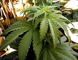 marijuana.jpg