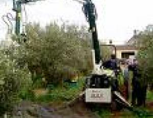 raccolta meccanica olive2.jpg