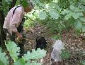 raccolta tartufo.jpg