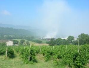 vascigliano.jpg