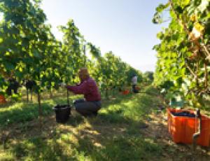 vendemmia sagrantino.jpg