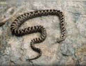 vipera.jpg