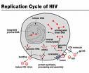 HIV2.jpg