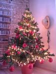 abete natale.jpg