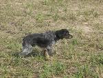 cane da seguita.jpg