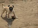 cane disperso.jpg