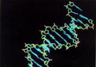 cromosoma x.jpg