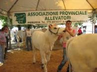 san bartolomeo chianina.jpg