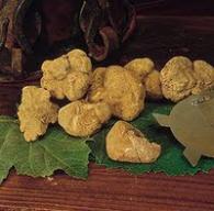 tartufo gubbio2.jpg