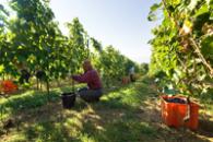 vendemmia sagrantino.jpg